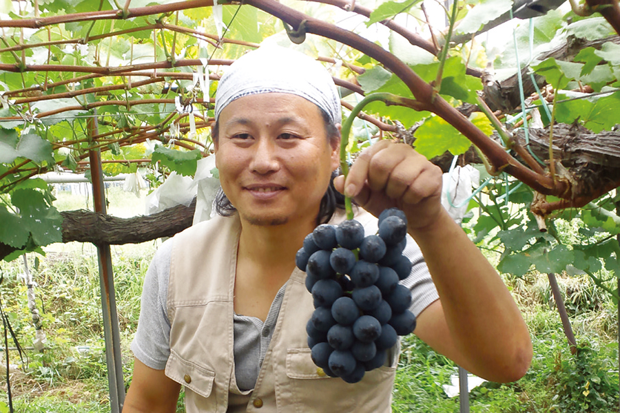 ぶどう「巨峰」 「ナガノパープル」